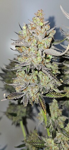 Growreport Bild 69