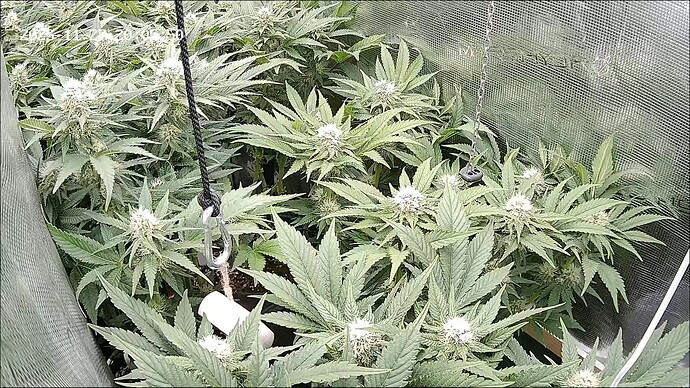 Growreport Bild 12
