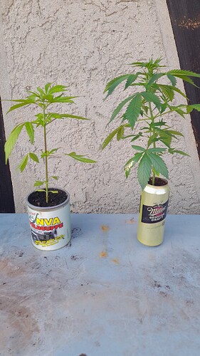Growreport Bild 6