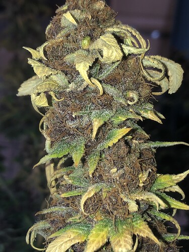 Growreport Bild 7
