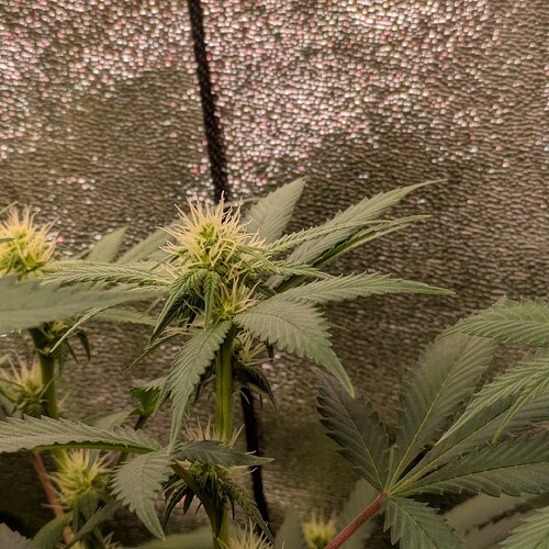 Growreport Bild 8