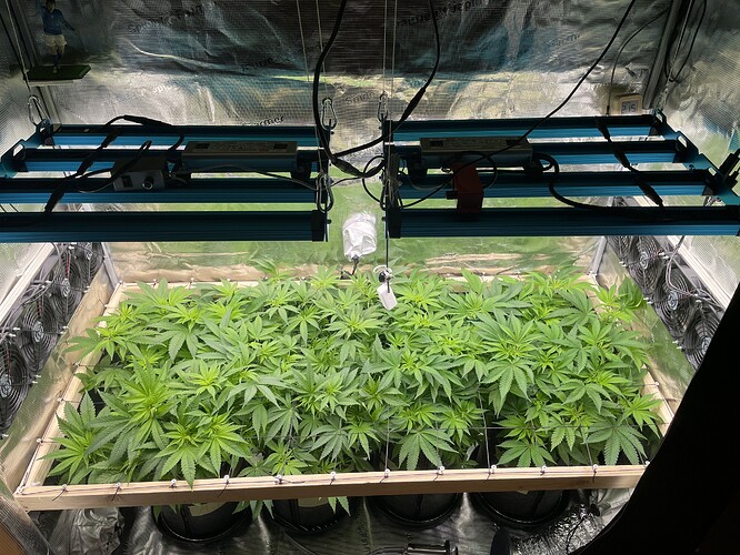Eine Growbox mit mehreren jungen Cannabispflanzen im Wuchsstadium unter LED-Beleuchtung. Die Pflanzen sind dicht beieinander und bedecken fast den gesamten Boden der Box.