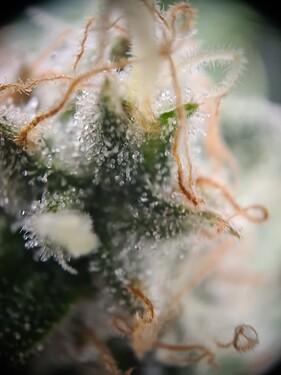 Growreport Bild 5