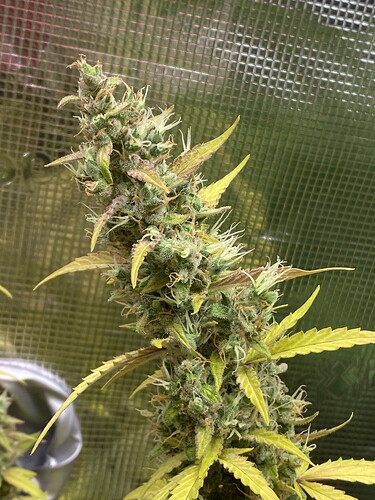 Growreport Bild 124