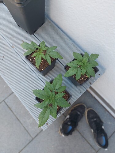 Growreport Bild 16