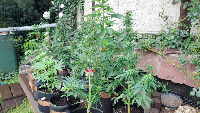 Growreport Bild 51