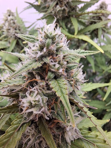 Growreport Bild 180