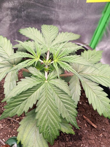 Growreport Bild 6