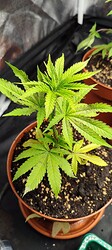 Growreport Bild 13