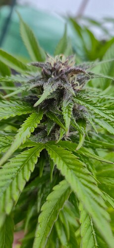 Growreport Bild 5