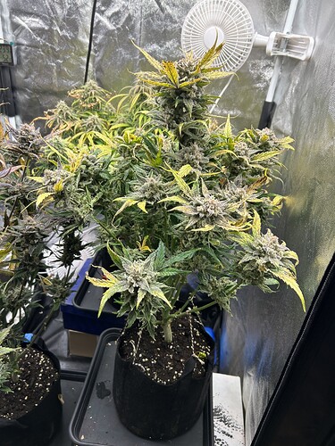 Growreport Bild 4