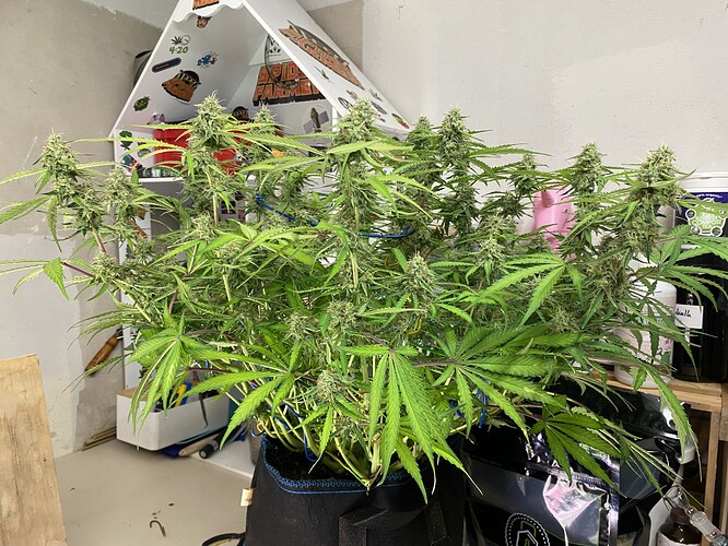 Growreport Bild 5