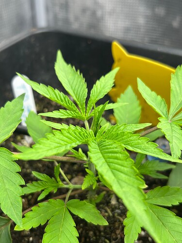 Growreport Bild 9