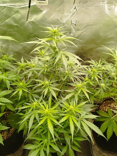 Growreport Bild 18