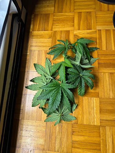 Growreport Bild 32