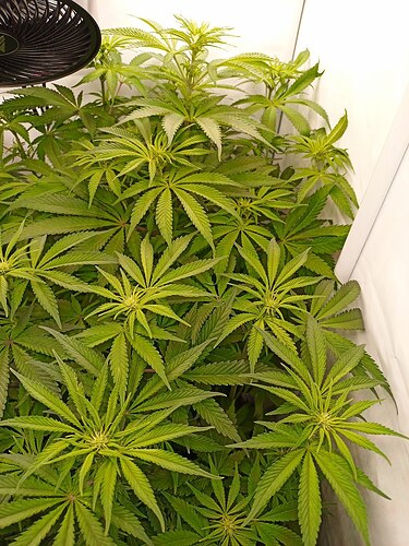 Growreport Bild 5
