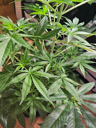 Growreport Bild 5