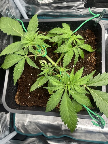 Growreport Bild 7