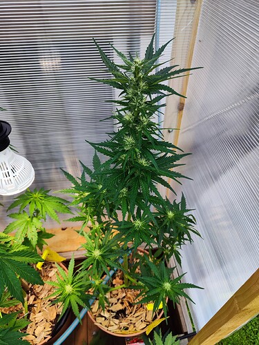 Growreport Bild 9