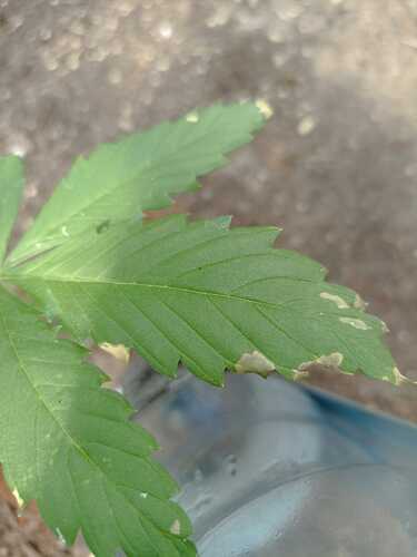 WhatsApp Bild 2025-07-02 um 11.26.25_fdc3fb4e