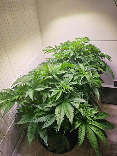 Growreport Bild 3