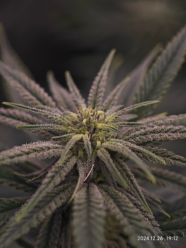 Growreport Bild 7
