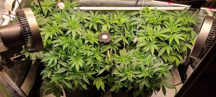 Growreport Bild 19