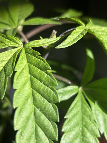 Growreport Bild 44