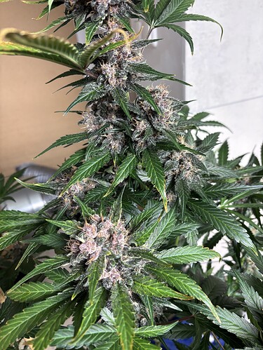 Growreport Bild 47