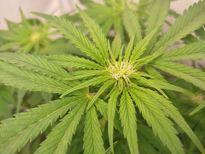 Growreport Bild 7