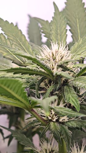 Growreport Bild 11