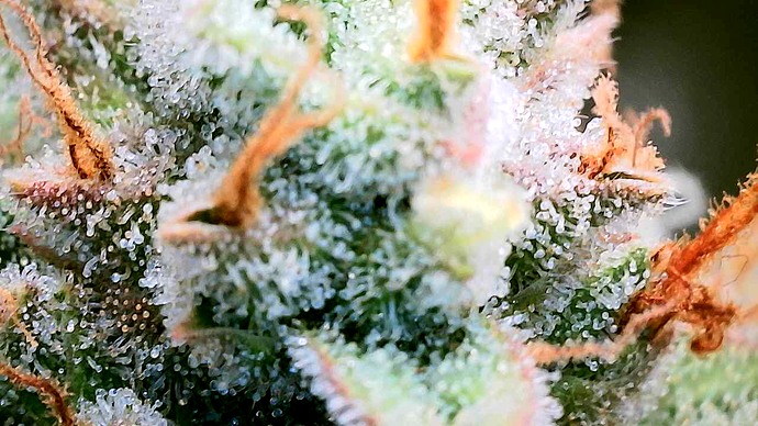 Growreport Bild 11