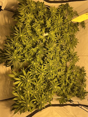 Growreport Bild 2