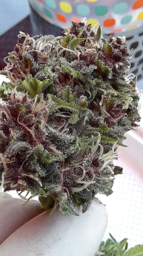 Growreport Bild 16