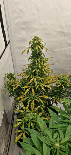 Growreport Bild 20