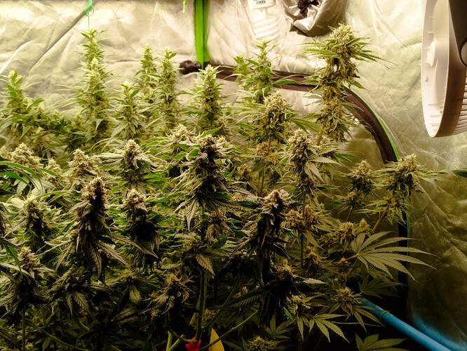 Mehrere blühende Cannabispflanzen in einem Zelt, mit dichten Blütenständen und breiten Blättern.
