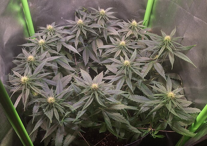 Growreport Bild 1
