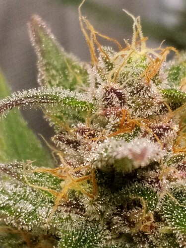 Growreport Bild 9