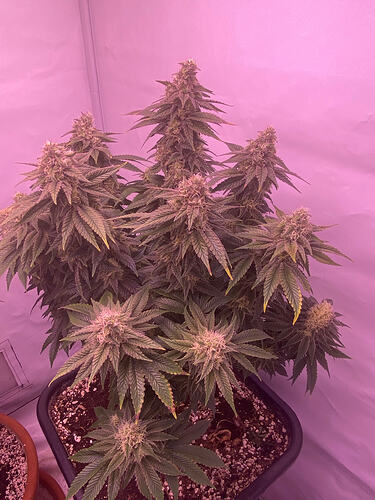 Growreport Bild 11