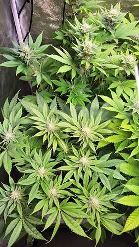 Draufsicht auf mehrere blühende Cannabispflanzen in einem Growzelt.