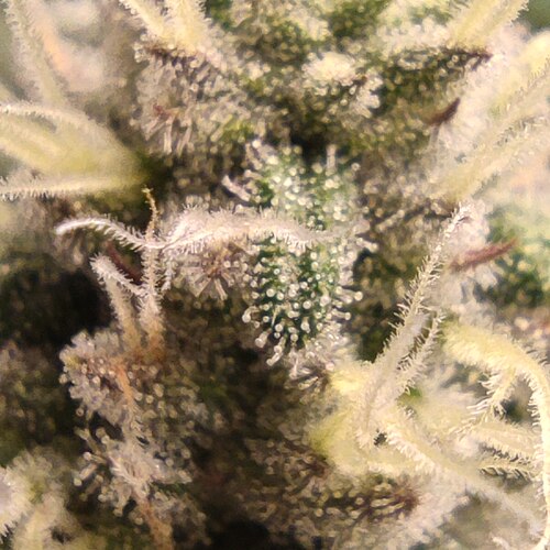 Growreport Bild 10