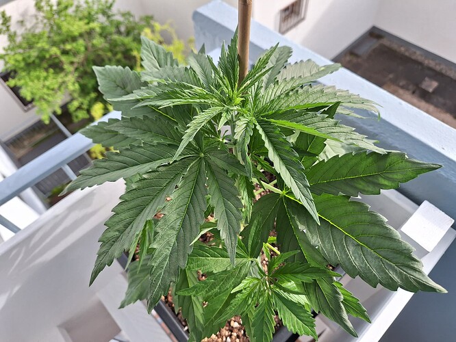 Growreport Bild 8