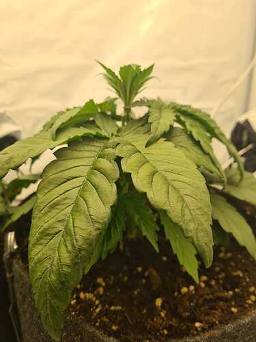 Growreport Bild 15
