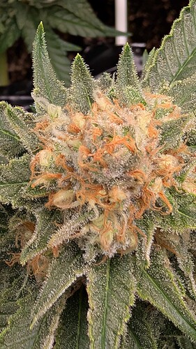 Growreport Bild 19
