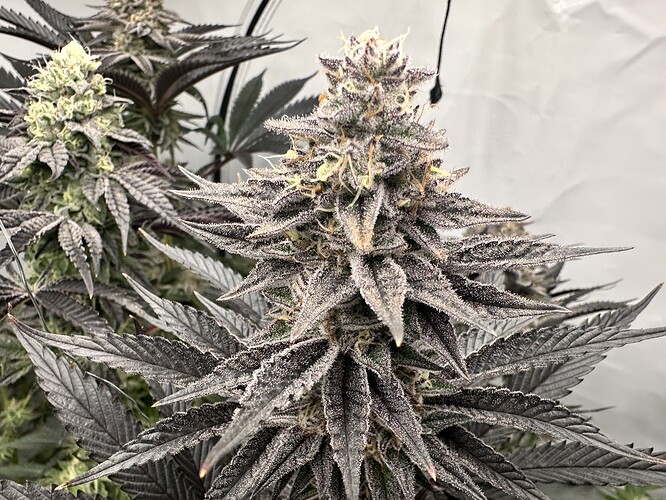 Growreport Bild 24