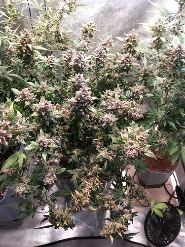 Growreport Bild 5