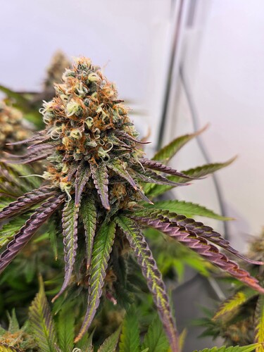 Growreport Bild 5