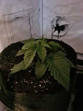 Growreport Bild 3