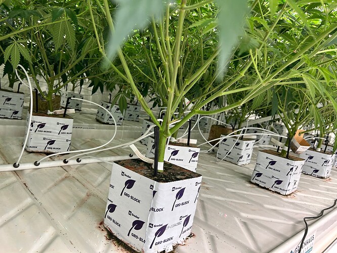 Growreport Bild 26