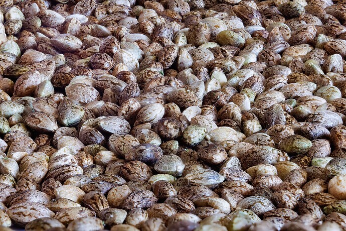 Tag 94 Samentrocknung-2-1920